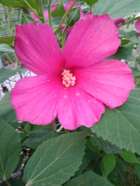  - FLORILE MELE