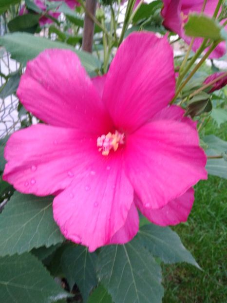  - FLORILE MELE