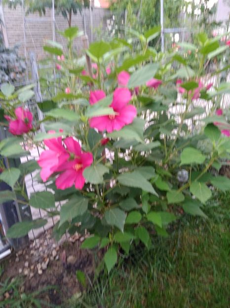  - FLORILE MELE