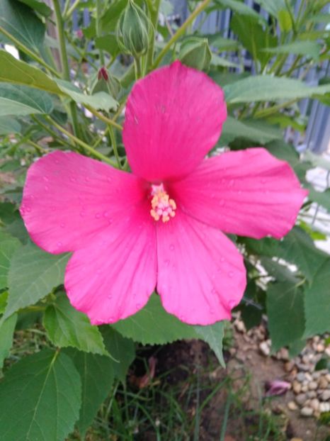  - FLORILE MELE