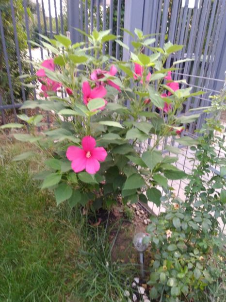  - FLORILE MELE
