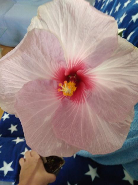  - FLORILE MELE