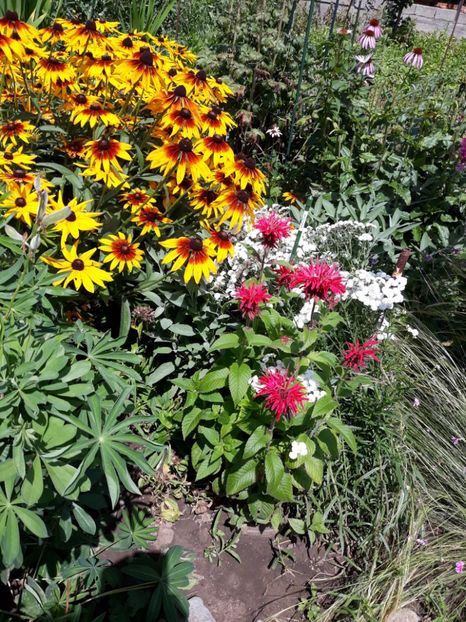  - Flori de grădină-2018 Vara