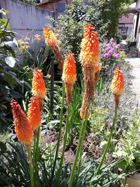  - Flori de grădină-2018 Vara