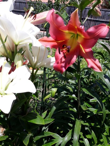  - Flori de grădină-2018 Vara