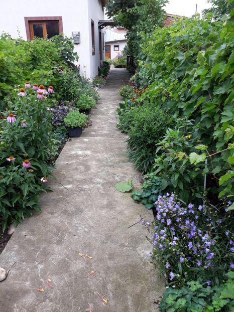  - Flori de grădină-2018 Vara