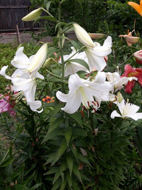  - Flori de grădină-2018 Vara