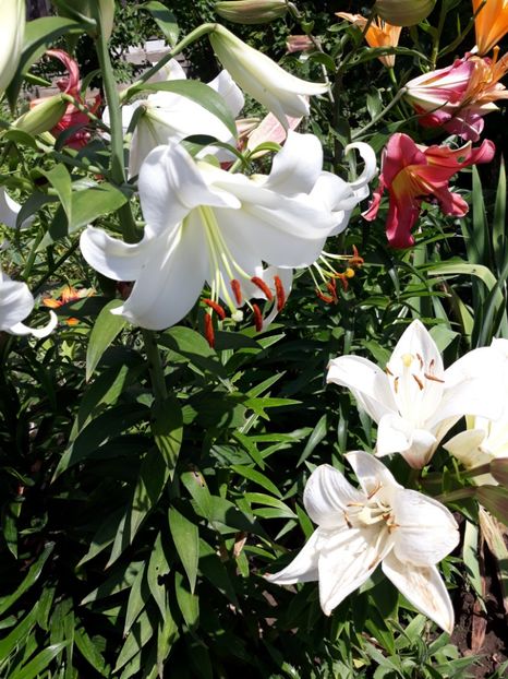  - Flori de grădină-2018 Vara