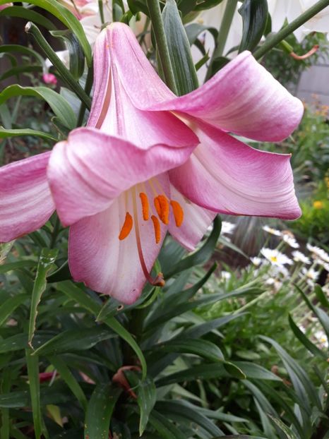  - Flori de grădină-2018 Vara