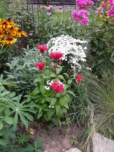  - Flori de grădină-2018 Vara