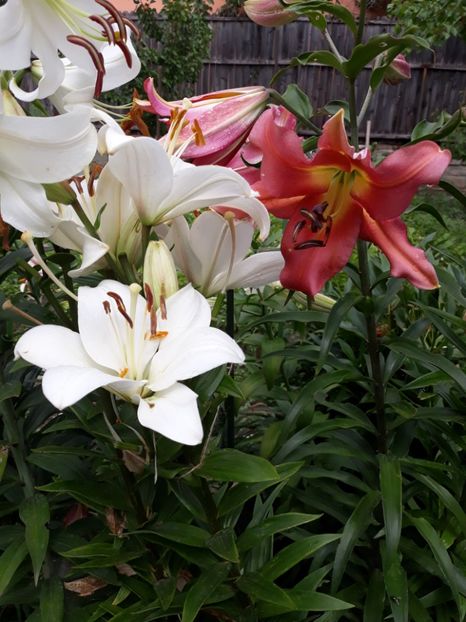  - Flori de grădină-2018 Vara