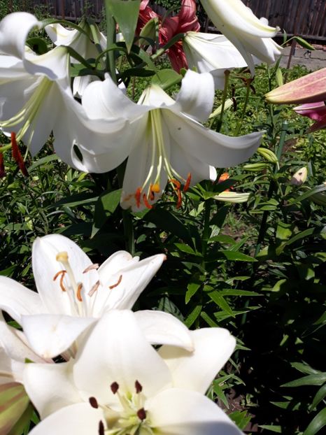  - Flori de grădină-2018 Vara