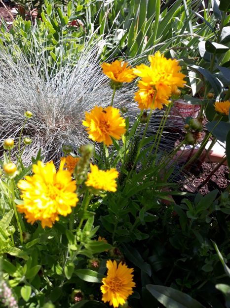  - Flori de grădină-2018 Vara