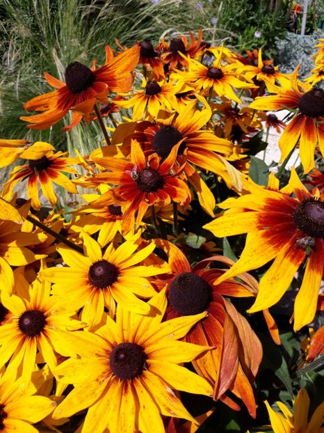  - Flori de grădină-2018 Vara