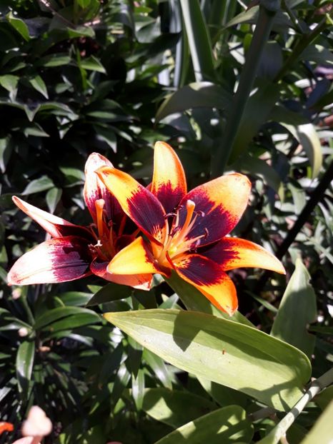  - Flori de grădină-2018 Vara