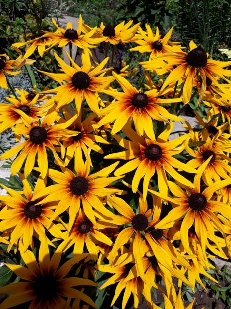  - Flori de grădină-2018 Vara