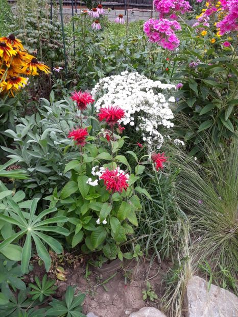  - Flori de grădină-2018 Vara