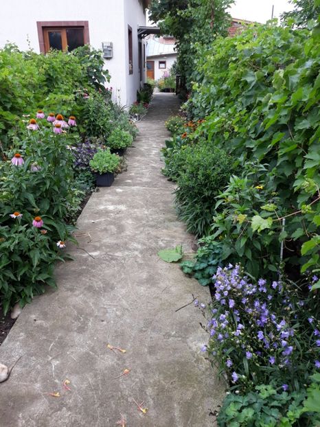 20180627_112237(0) - Flori de grădină-2018 Vara