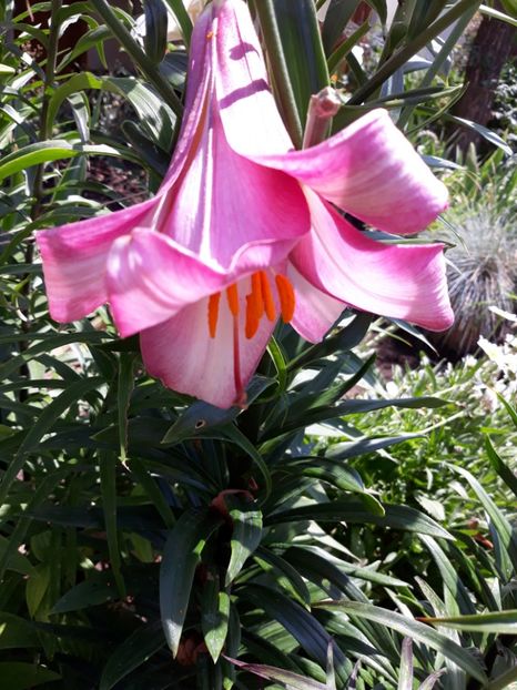  - Flori de grădină-2018 Vara