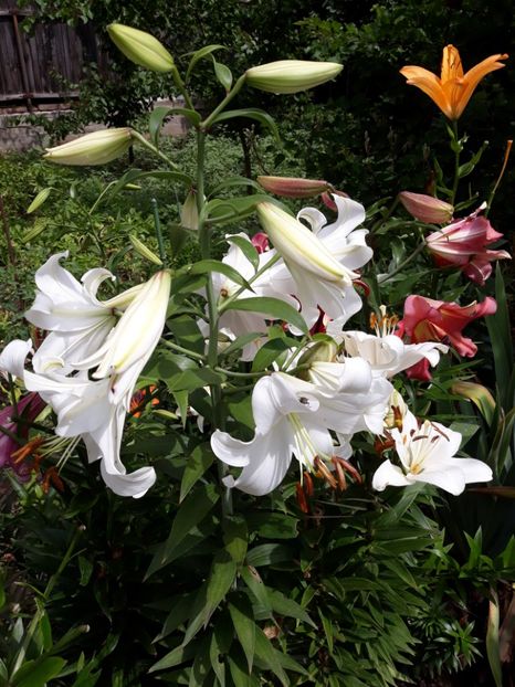  - Flori de grădină-2018 Vara