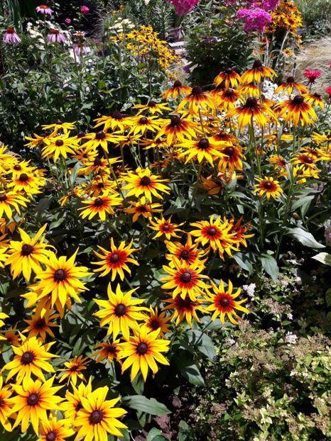  - Flori de grădină-2018 Vara