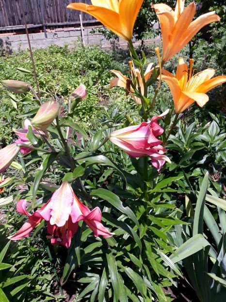  - Flori de grădină-2018 Vara