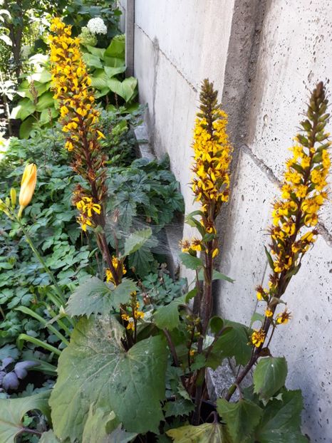  - Flori de grădină-2018 Vara