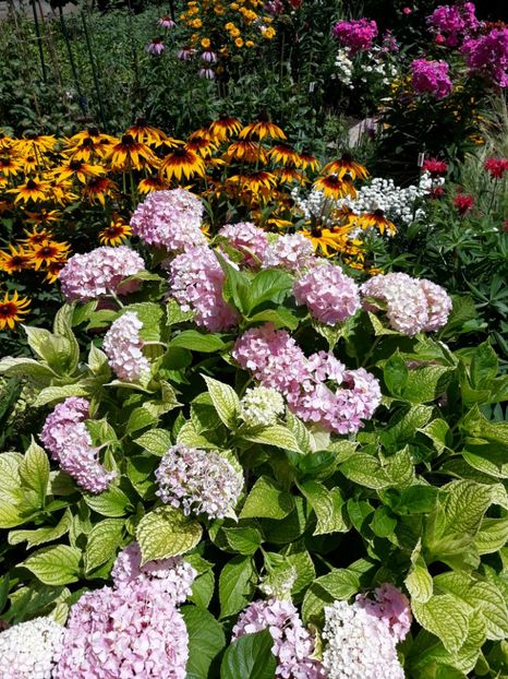  - Flori de grădină-2018 Vara