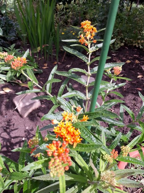  - Flori de grădină-2018 Vara