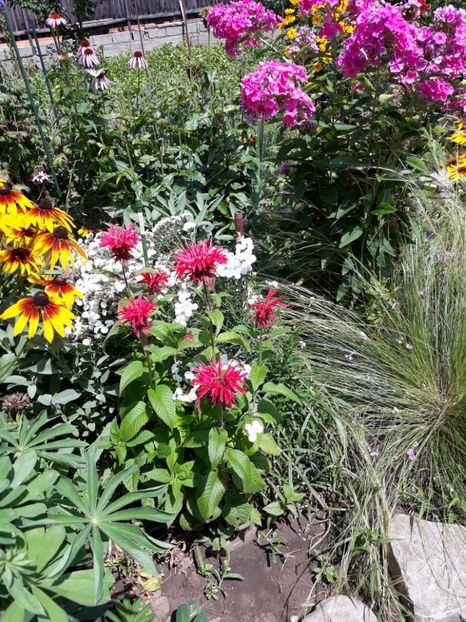  - Flori de grădină-2018 Vara