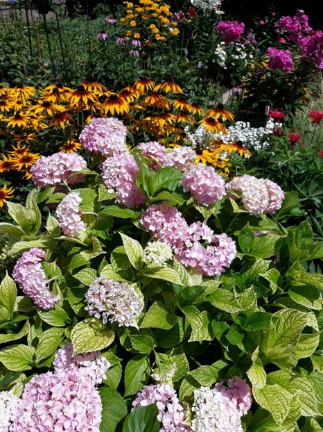  - Flori de grădină-2018 Vara