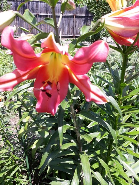  - Flori de grădină-2018 Vara