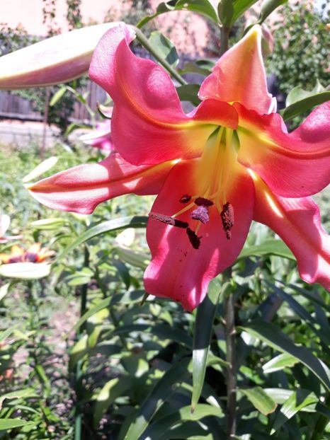  - Flori de grădină-2018 Vara