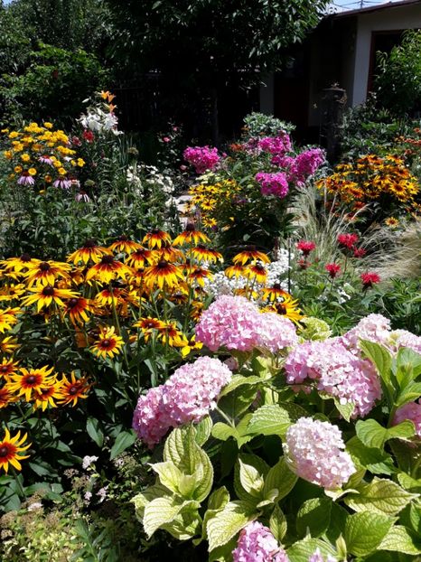  - Flori de grădină-2018 Vara