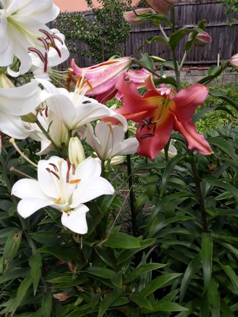  - Flori de grădină-2018 Vara