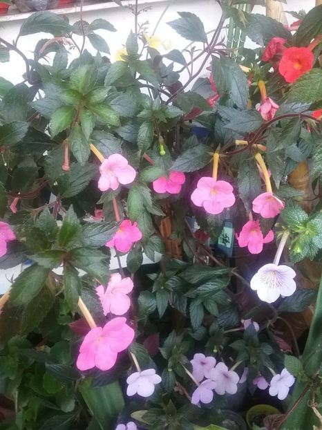  - 2016 achimenes