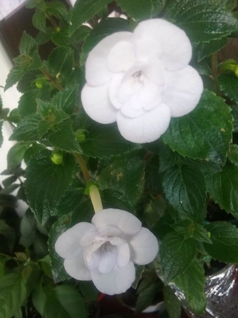  - Double Picotte Rose