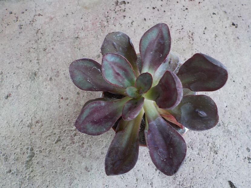  - Genul Echeveria