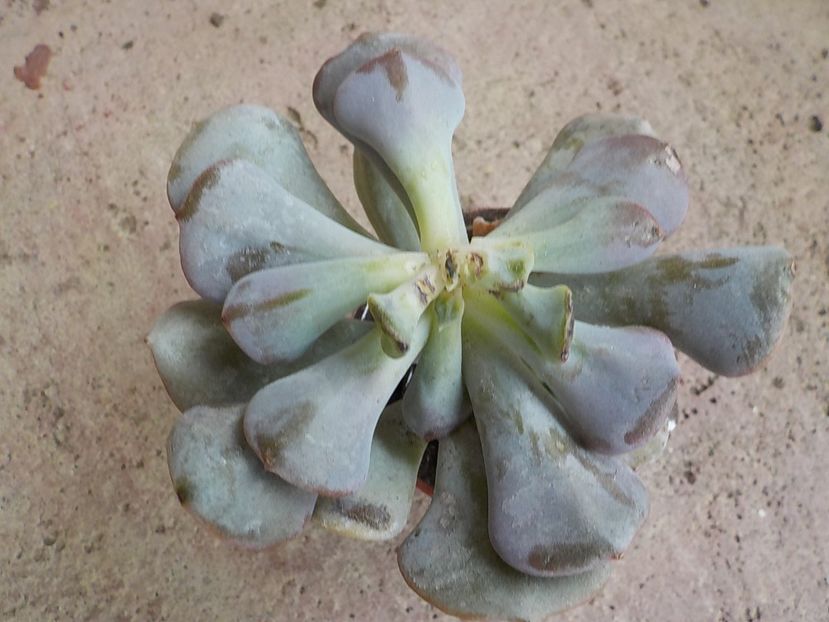  - echeveria cubic frost