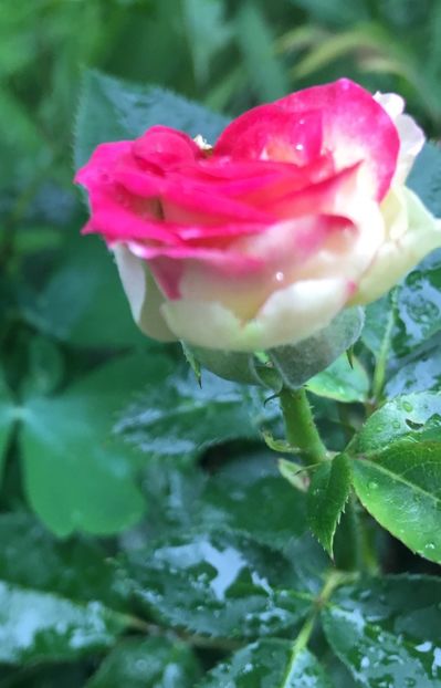 22354E28-E5E3-4517-8164-686AF44A7719 - Trandafiri mini