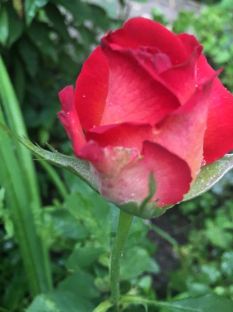 98030C0D-AC11-4141-BB6B-4AA12E89F332 - Trandafiri 2018 III