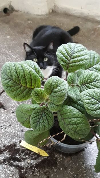  - 001 2018 - Niphea oblonga si xNiphimenes Lemonade