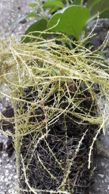 Frumoasa adormita - 001 2018 - Seemania Evita