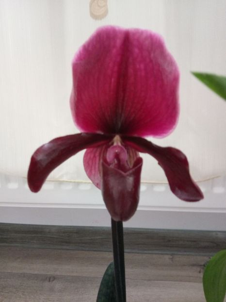 Black jack - florile mele dragi