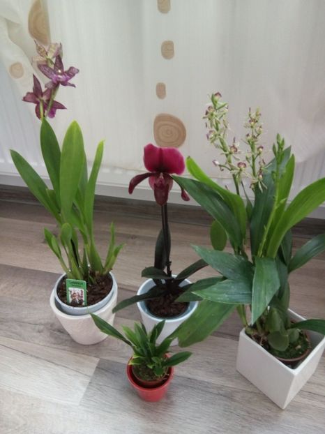 24.07.2018 - florile mele dragi