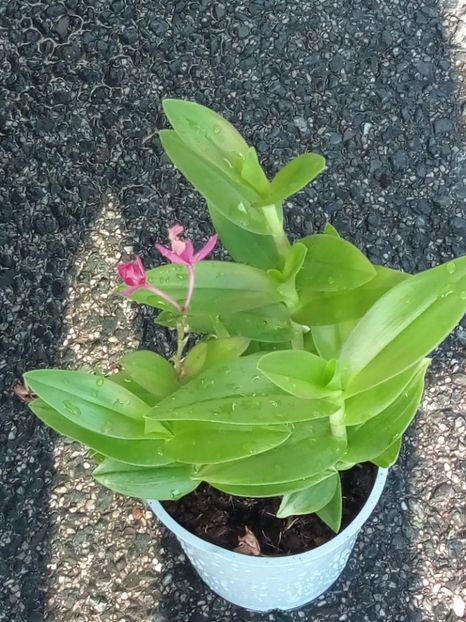 Epidendrum sister my love - florile mele dragi
