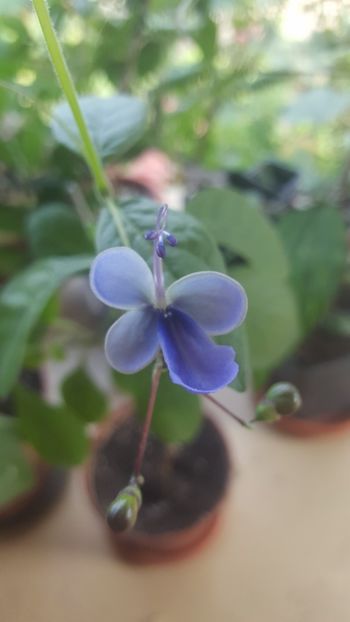  - Flori-2018-1