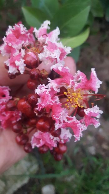  - Lagerstroemia indica 2018