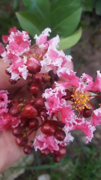  - Lagerstroemia indica 2018