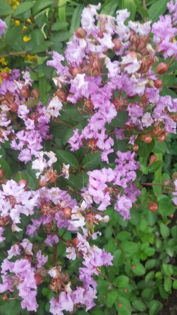  - Lagerstroemia indica 2018